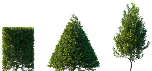 Set of Prunus lusitanica (the Portuguese laurel cherry, or Portugal laurel) frontal isolated png on a transparent background perfectly cutout