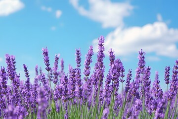 Obraz premium Lavender field in bloom against a bright blue sky with fluffy white clouds during summer