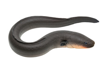 Obraz premium Sleek eel glides in darkness its eye a glimmer in the black