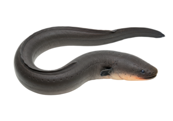 Sleek eel glides in darkness its eye a glimmer in the black