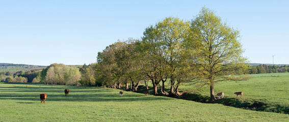 Fototapeta premium cows and calves in green grassy spring meadow near Trier in german saarland and nature park saar-hunsrueck