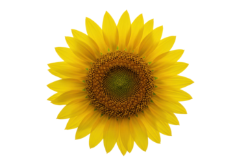 Sunburst of Joy A sunflower blooms against the darkness a bright beacon of natural beauty