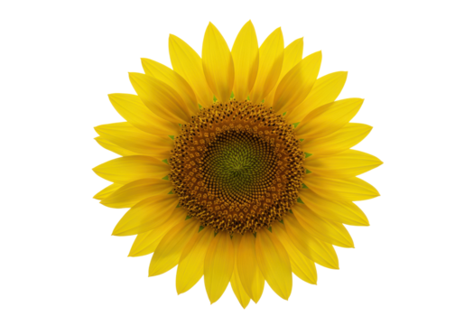 Sunburst of Joy A sunflower blooms against the darkness a bright beacon of natural beauty