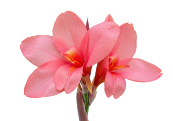 Two coral canna lilies blooming against stark black a tropical burst