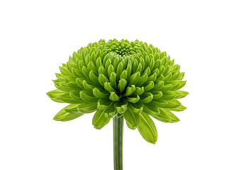 Fototapeta premium Verdant Bloom A luminous green chrysanthemum on black