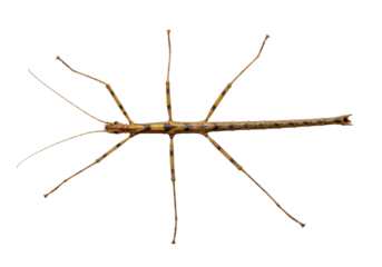 A Stick Insects Starry Dance
