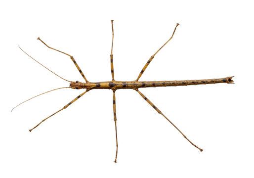 A Stick Insects Starry Dance