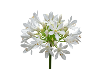Agapanthus blooms A burst of white against the dark delicate yet bold