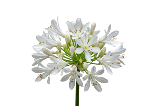 Agapanthus blooms A burst of white against the dark delicate yet bold