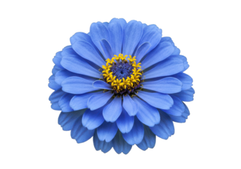 Azure Bloom A Vibrant Zinnia Against Velvet Black