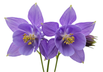 Columbine Quartet Purple petals yellow heart black backdrop