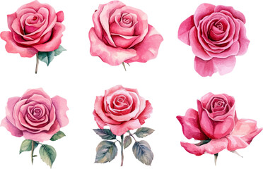 set of pink roses