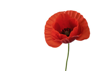 Crimson Poppys Dance A vibrant bloom against the void