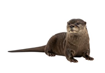 Eager otter gazes upward showcasing its sleek brown fur against a stark black background