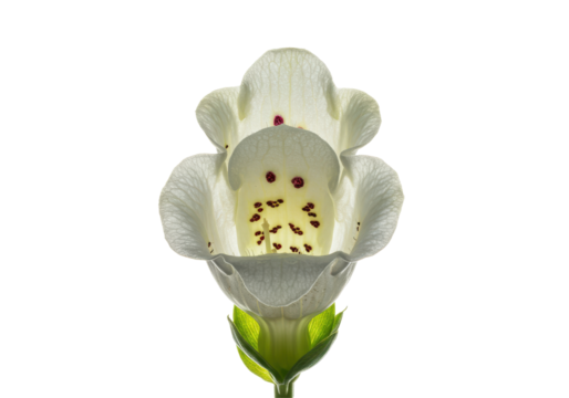 Ghostly foxglove reveals its secrets in backlit clarity