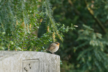 European robin (Erithacus rubecula) sitting on a stone in Zurich, Switzerland