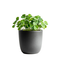 Fototapeta premium A beautiful shamrock plant thriving in a stylish gray pot, embodying growth and serenity.
