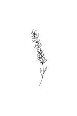 Thin delicate lavender sprig isolated on white background. Outline sketch illustration. Black and white hand drawn drawing. Ideal for coloring, design and illustrations, print, tattoo.