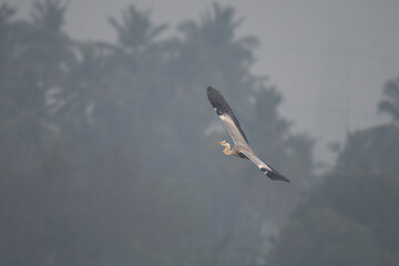 A majestic Grey Heron in mid flight against soft blurred background.