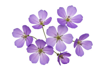 Lavender Geraniums Delicate purple blooms against a stark black canvas showcasing their ethereal beauty