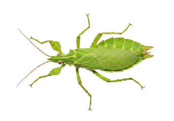 Fototapeta premium Leaf insect portrait on black Green intricate mimicry revealed