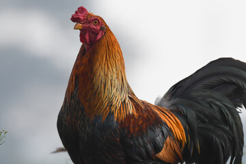 Vibrant close up of a rooster displaying its striking plumage with bold shades of red, orange, blue...