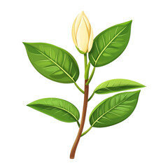 Fototapeta premium A single cream magnolia bud on a stem with several green leaves