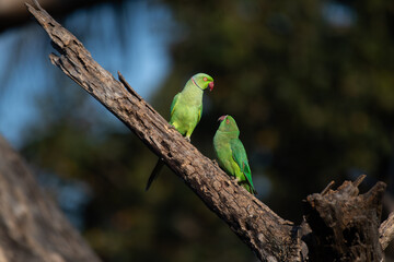 Two vibrant parakeets, Rose ringed parakeets perched affectionately on a weathered tree branch. The birds are engaging in a tender bonding gesture, symbolizing love, connection with affection.