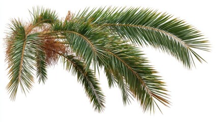 A graceful palm frond glows softly against a pure white background, showcasing its unique texture and offering space for creative projects