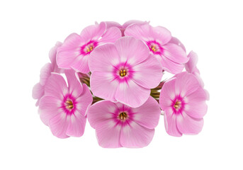 Naklejka premium Pink phlox blooms clustered on black
