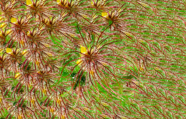 the wind moves the flowers now without petals