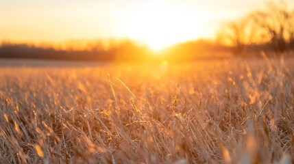 Golden hour sunlight illuminates tall grass in a field, creating a warm and peaceful atmosphere.  The sun sets behind a distant horizon, casting a beautiful glow. : Generative AI