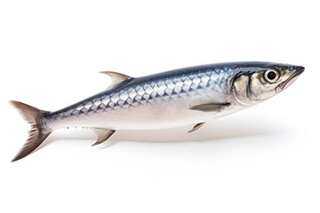 Fototapeta premium Mackerel fish seafood sardine animal.