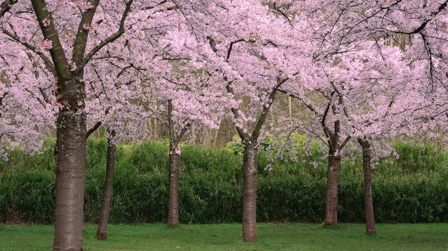 Rows of cherry blossom trees sway gently over green grass, filling the park with falling petals , Sakura season