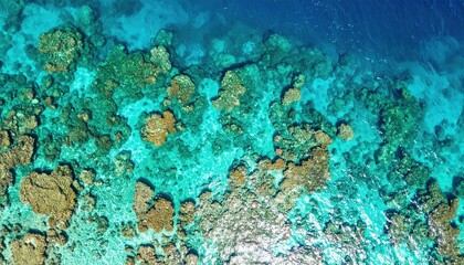 Stunning Aerial View of Vibrant Coral Reef in Turquoise Ocean Water