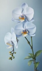 Obraz premium Close-up watercolor depiction of Philippine Phalaenopsis orchids against a serene blue wash , closeup, tropical flowers, details