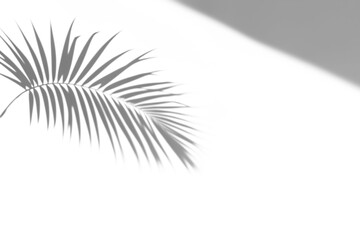 shadow overlay effects of realistic window and palm tree leaf shadow with light blur on transparent background,Summer sunlight and shadow overlay effect