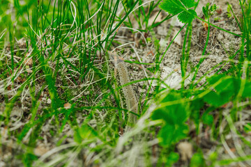 Wild sand lizard resting among grass and soil in early spring. Macro view of natural camouflage