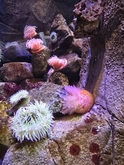 flowers in water