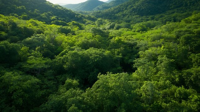 Aerial view of a lush, green, tropical forest canopy covering rolling hills, sunlight dappling through the leaves, showcasing vibrant foliage and dense vegetation. : Generative AI