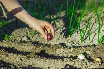 Child's hands planting onion bulbs in garden bed with visible soil rows and tools