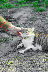 Female hands petting a domestic cat lying on soil. The cat responds calmly to gentle touch