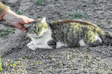 Female hands petting a domestic cat lying on soil. The cat responds calmly to gentle touch