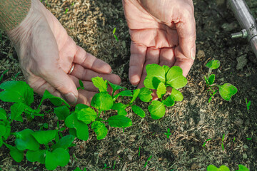 Female hands caring for young seedlings in a greenhouse environment. Urban gardening concept