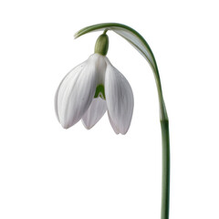 Obraz premium Delicate Snowdrop Flower with Droplet, Isolated on Green Transparent background