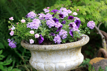 Verbenen oder Eisenkräuter (Verbena) mit lila Blüten in weißem Marmortopf