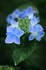 青紫陽花