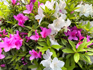 Filled frame background of pink and white flowers in full bloom during late spring