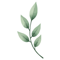 Fototapeta premium green leaves watercolor