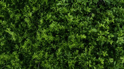 Fototapeta premium Dense Green Foliage Texture: Overhead View of Lush, Vibrant Leaves Creating a Natural Background Pattern. : Generative AI